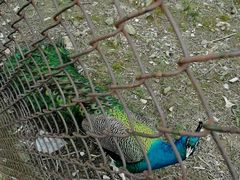 -金孔雀温泉旅游度假村