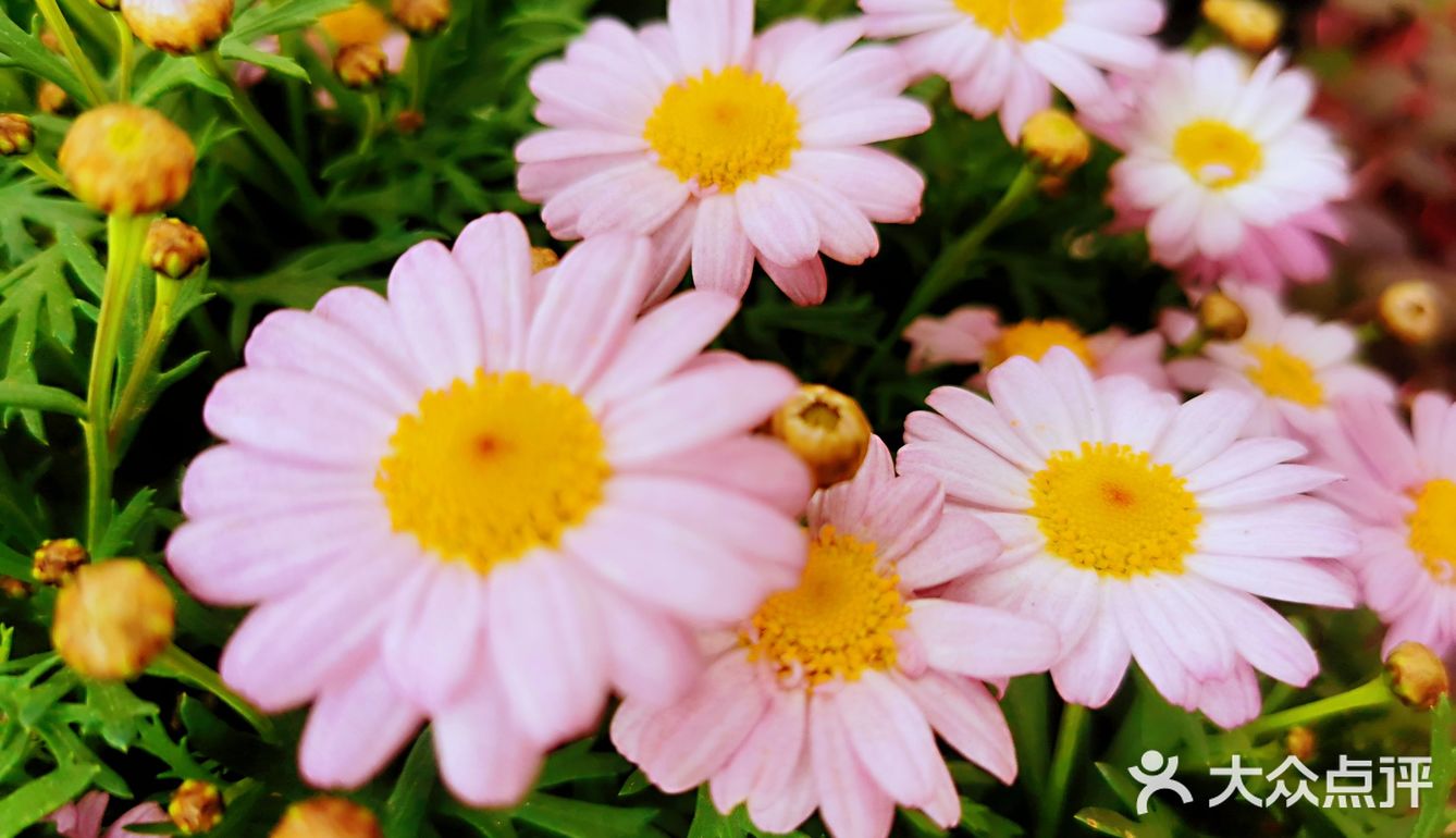 繁花似锦觅安宁