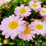 繁花似锦觅安宁