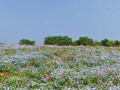 -径山花海