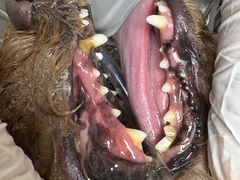 -博特宠物医院24h犬猫全科.骨科·异宠