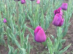 -长春公园(普阳街道)