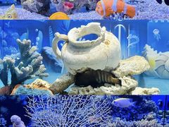 -芜湖新华联大白鲸海洋公园