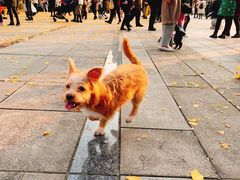 -两江幸福广场