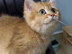 -纳吉亚猫专科动物医院·北北分院
