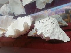 -贝壳王国博物馆