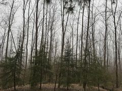 -合肥滨湖国家森林公园