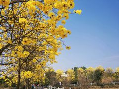 -天适樱花悠乐园