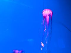 -福州罗源湾海洋世界旅游区