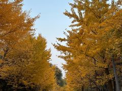 -长白岛森林公园