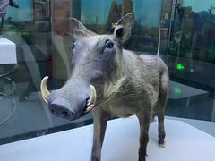 -国家自然博物馆