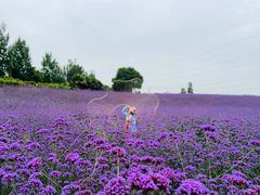 -紫颐香薰山谷景区