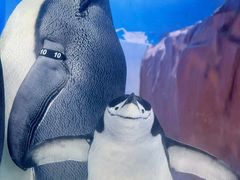 -海合安成都极地海洋公园