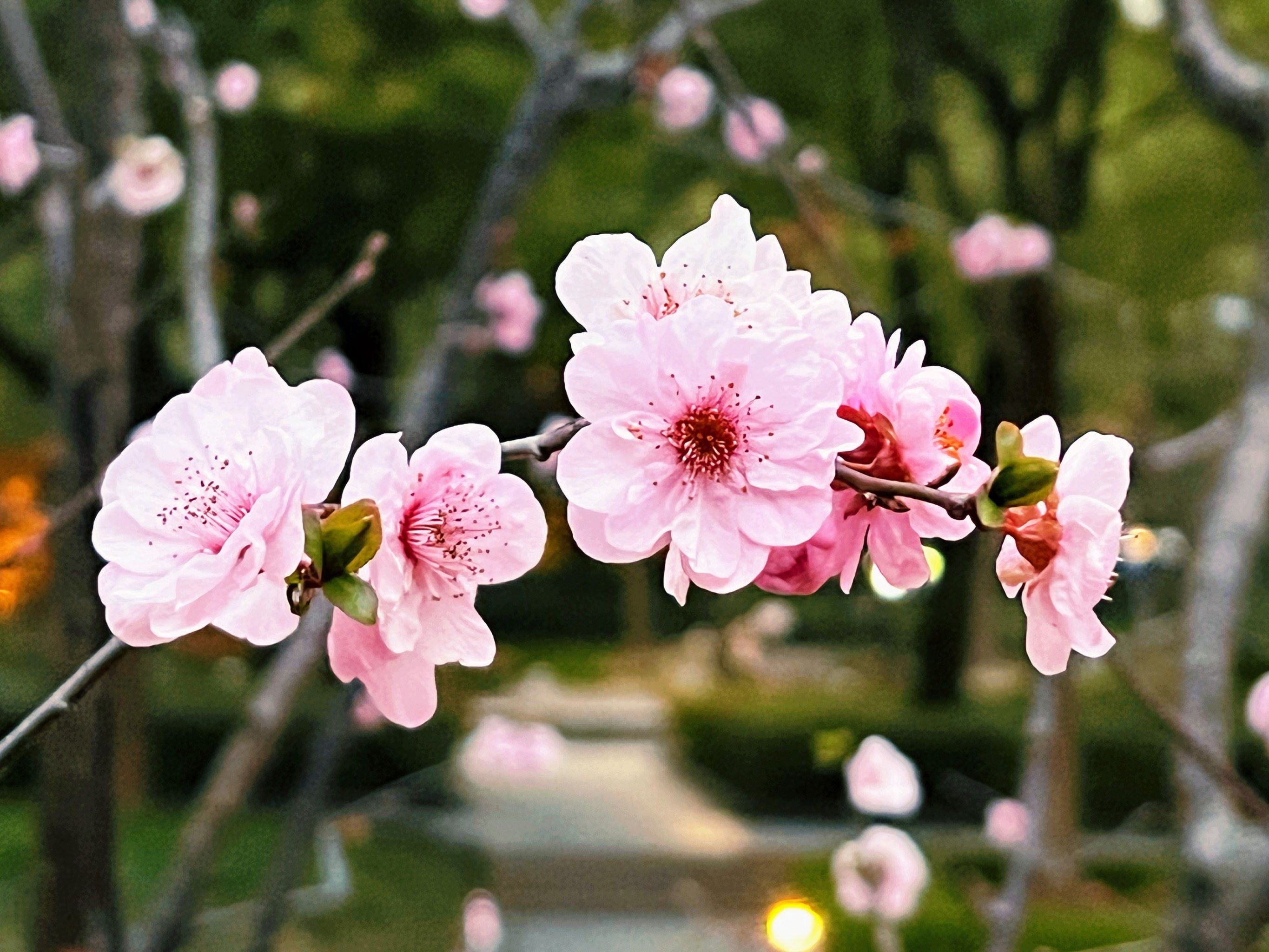 早晨,春天的步伐!