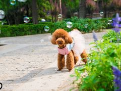 iphone_upload_pic-爱宠屋pet shop·宠物洗澡·宠物美容