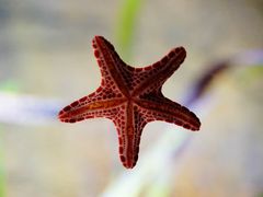 -悉尼海洋生物水族馆