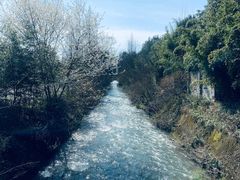 -都江堰中华大熊猫苑