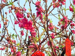 -南国桃园旅游度假区