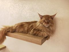 -猫腻·猫咖·撸猫馆(星光大道店)