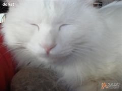 -Babycat私家御饼屋(龙头路一店)