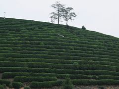 -龙坞茶村