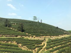 -龙坞茶村