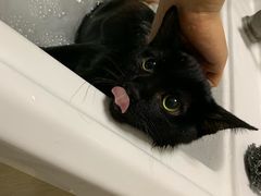 -东方名猫馆·英短金渐层布偶猫舍(环线广场1号楼店)