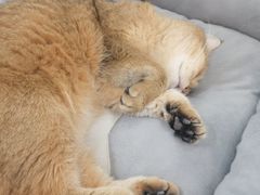 -COLOR PETS 撸猫馆·购猫·猫咖(长风大悦城店)