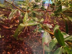 -上海昆虫博物馆