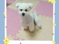 -爱宠屋pet shop·宠物洗澡·宠物美容