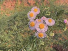 -杭州湾海上花田景区