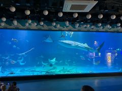 -烟台海昌鲸鲨海洋公园