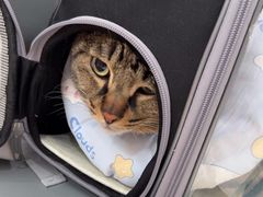-艾贝尔宠物医院·24H转诊中心·肿瘤猫专科(江宁双龙店)
