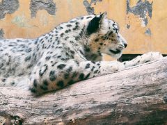 -青藏高原野生动物园