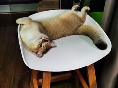 -猫大福·Fortune Cat猫舍(百子湾店)