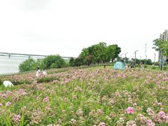 -九龙湖公园