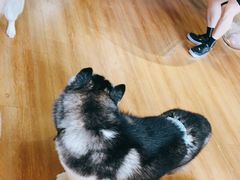-Husky Go! 哈士奇体验馆·宠物咖啡厅狗咖