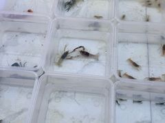 -中环花鸟鱼虫市场