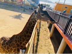 -西霞口神雕山野生动物世界