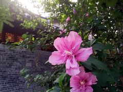 -台儿庄古城