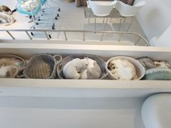 -怪兽屋·羊驼·猫咖·狗咖(俊华广场店)