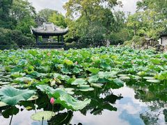 -无锡蠡湖国家湿地公园-蠡园