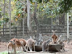 -清迈夜间动物园