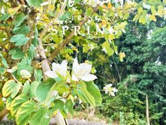 -田心森林公园
