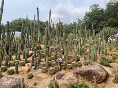 -深圳仙湖植物园