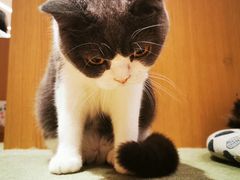 -CAT’S MEWSTAR CAFE·喵星球猫屋(晴湾咖啡店)