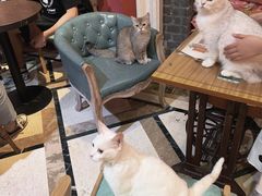 -猫色咖啡·猫咖