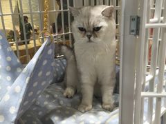 -藏猫猫咖啡主题馆(中央大道店)