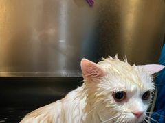 -Pets First伊珊娜洗护·精致美容·家庭式寄养(新会路店)