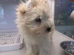 -翊宠yipet猫狗购宠庄园犬舍•猫舍